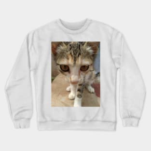 kitten Crewneck Sweatshirt